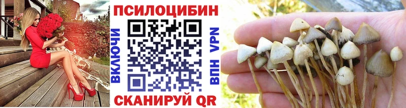 Купить  Киселёвск  Галлюциногенные грибы Psilocybine cubensis 
